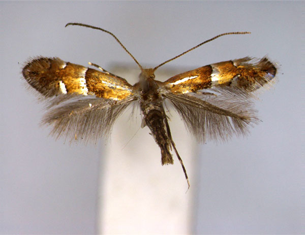 /filer/webapps/moths_gc/media/images/C/cinctata_Phyllonorycter_PT_EIHU.jpg
