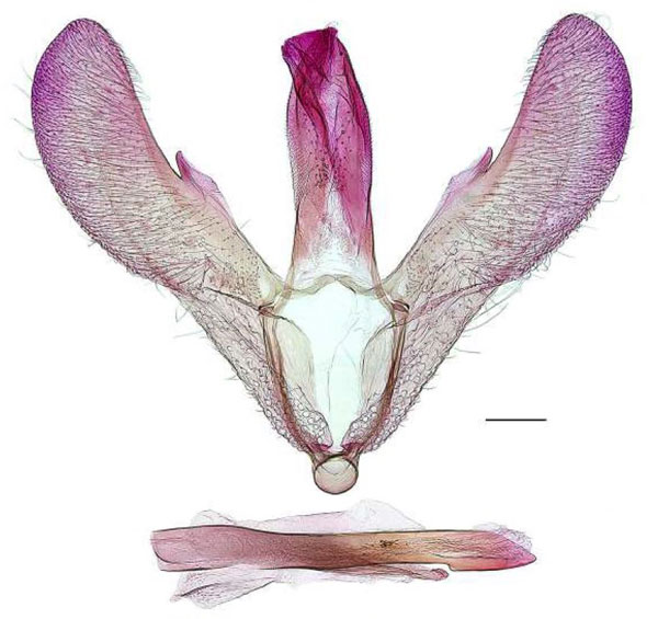 /filer/webapps/moths_gc/media/images/C/cingulata_Gibbovalva_GMHT_RBINS.jpg