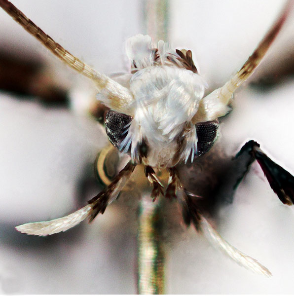 /filer/webapps/moths_gc/media/images/C/cingulata_Gibbovalva_head_Sruoga-et-De-Prins_2023_100.jpg