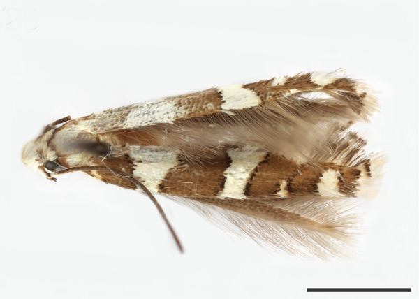 /filer/webapps/moths_gc/media/images/C/cissella_Acrocercops_HT_USNM.jpg