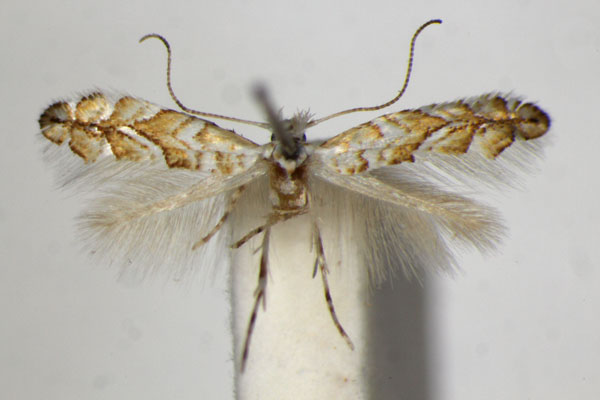 /filer/webapps/moths_gc/media/images/C/cistifoliella_Triberta_A_ZSM.jpg