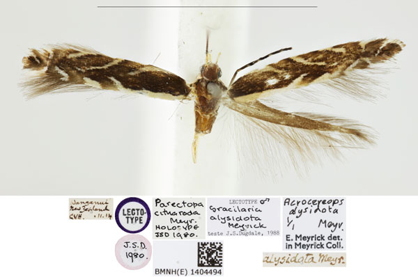 /filer/webapps/moths_gc/media/images/C/citharoda_Parectopa_HT_BMNH_1404494.jpg