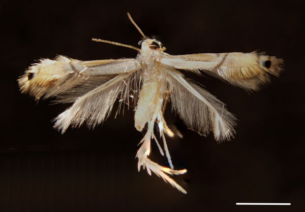 /filer/webapps/moths_gc/media/images/C/citrella_Phyllocnistis_A_Katona_etal_2020_117.jpg