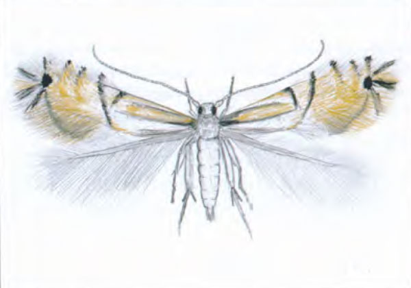 /filer/webapps/moths_gc/media/images/C/citrella_Phyllocnistis_A_Sobczyk_2019_30.jpg