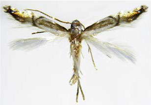 /filer/webapps/moths_gc/media/images/C/citrella_Phyllocnistis_Kim-etal_2015_296.jpg