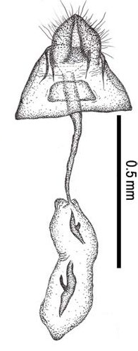 /filer/webapps/moths_gc/media/images/C/citrella_Phyllocnistis_Kim-etal_GF_2015_296.jpg
