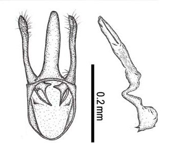 /filer/webapps/moths_gc/media/images/C/citrella_Phyllocnistis_Kim-etal_GM_2015_296.jpg