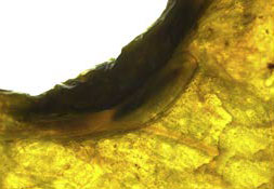 /filer/webapps/moths_gc/media/images/C/citrella_Phyllocnistis_Kim-etal_pupa1_2015_297.jpg