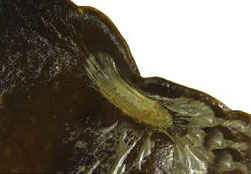 /filer/webapps/moths_gc/media/images/C/citrella_Phyllocnistis_Kim-etal_pupa2_2015_297.jpg
