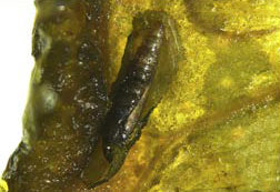 /filer/webapps/moths_gc/media/images/C/citrella_Phyllocnistis_Kim-etal_pupa3_2015_297.jpg