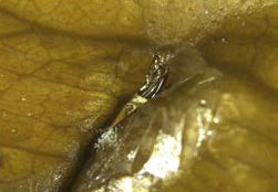/filer/webapps/moths_gc/media/images/C/citrella_Phyllocnistis_Kim-etal_pupa4_2015_297.jpg