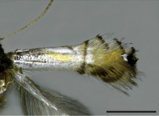 /filer/webapps/moths_gc/media/images/C/citrella_Phyllocnistis_LT_BMNH(E)-1055796.jpg