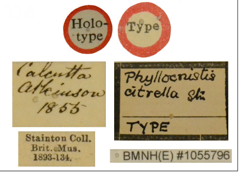 /filer/webapps/moths_gc/media/images/C/citrella_Phyllocnistis_LT_BMNH(E)-1055796_2_Labels.jpg