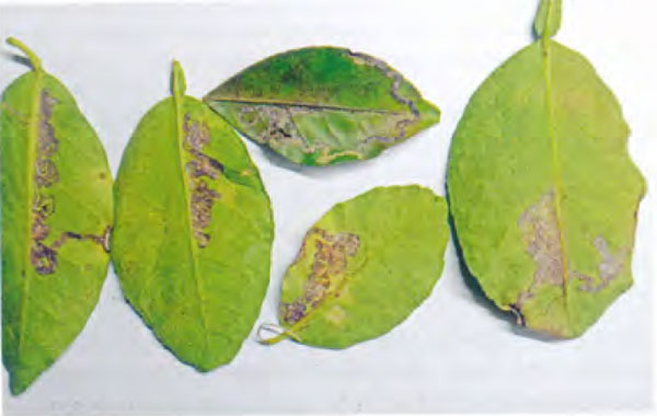/filer/webapps/moths_gc/media/images/C/citrella_Phyllocnistis_mine3_Sobczyk_2019_30.jpg