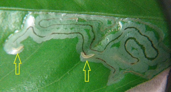 /filer/webapps/moths_gc/media/images/C/citrella_Phyllocnistis_mine_Katona_etal_2020_117.jpg