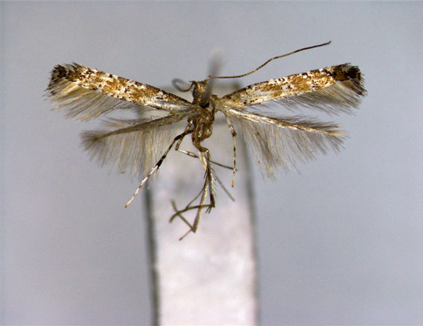 /filer/webapps/moths_gc/media/images/C/civica_Gibbovalva_A_2_EIHU.jpg
