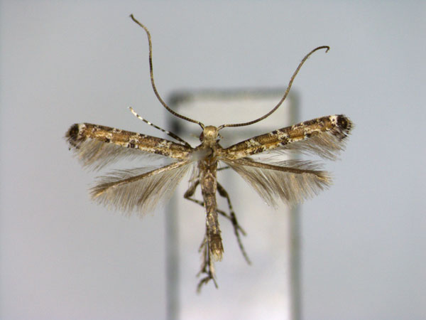 /filer/webapps/moths_gc/media/images/C/civica_Gibbovalva_A_3_EIHU.jpg