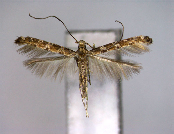 /filer/webapps/moths_gc/media/images/C/civica_Gibbovalva_A_EIHU.jpg