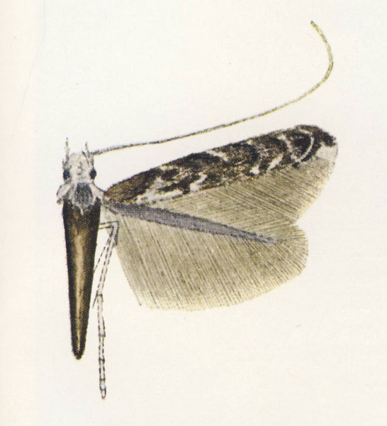 /filer/webapps/moths_gc/media/images/C/clarki_Polysoma_Vari_1961_Pl11-3.jpg