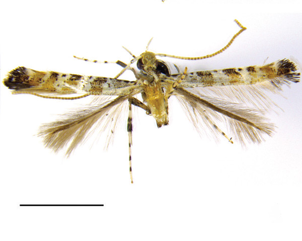 /filer/webapps/moths_gc/media/images/C/clavata_Gibbovalva_HT_Bai-et-al_2016_142.jpg