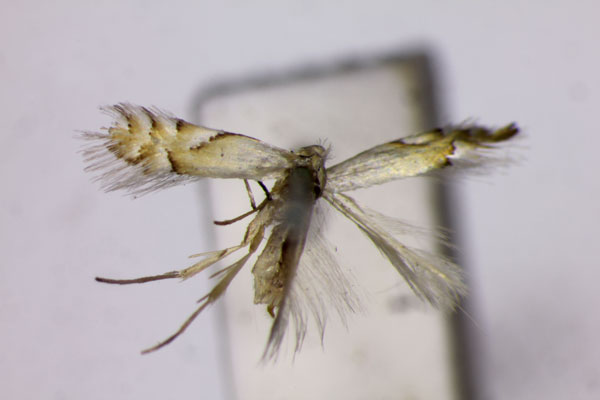 /filer/webapps/moths_gc/media/images/C/clemensella_Phyllonorycter_A_BMNH.jpg