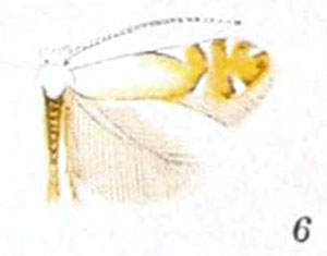 /filer/webapps/moths_gc/media/images/C/clemensella_Phyllonorycter_A_Braun_21-6.jpg