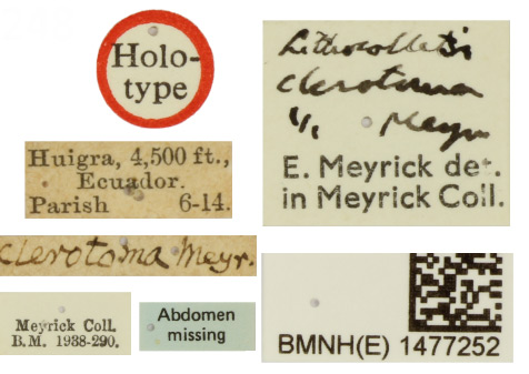 /filer/webapps/moths_gc/media/images/C/clerotoma_Phyllonorycter_HT_BMNH_Label.jpg