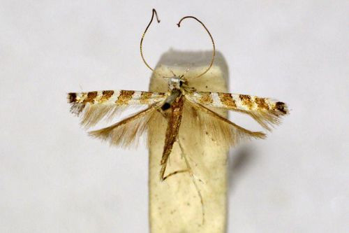 /filer/webapps/moths_gc/media/images/C/clinozona_Acrocercops_HT_BMNH(E)-1055773.jpg