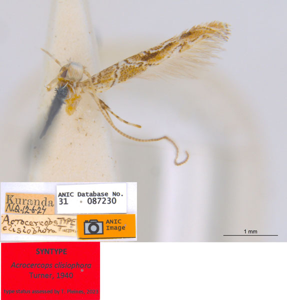 /filer/webapps/moths_gc/media/images/C/clisiophora_Acrocercops_ST1_ANIC.jpg