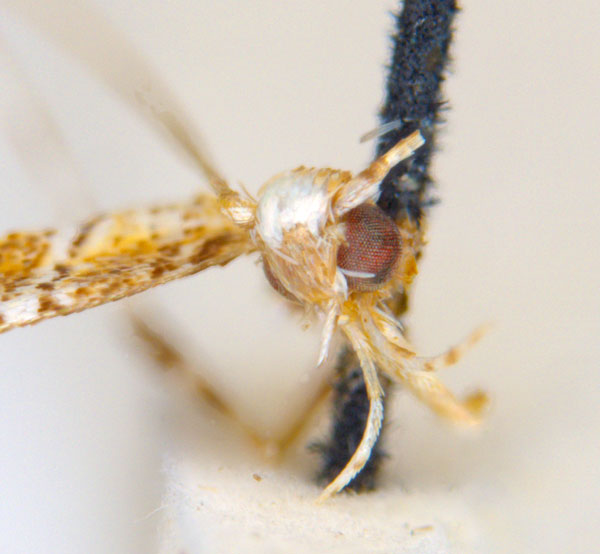 /filer/webapps/moths_gc/media/images/C/clisiophora_Acrocercops_ST1_head_ANIC.jpg