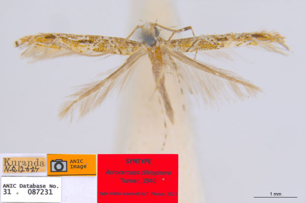 /filer/webapps/moths_gc/media/images/C/clisiophora_Acrocercops_ST2_ANIC.jpg