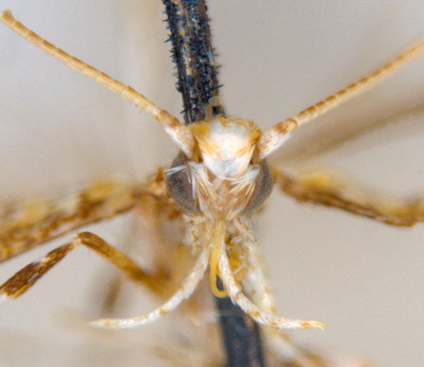 /filer/webapps/moths_gc/media/images/C/clisiophora_Acrocercops_ST2_head_ANIC.jpg