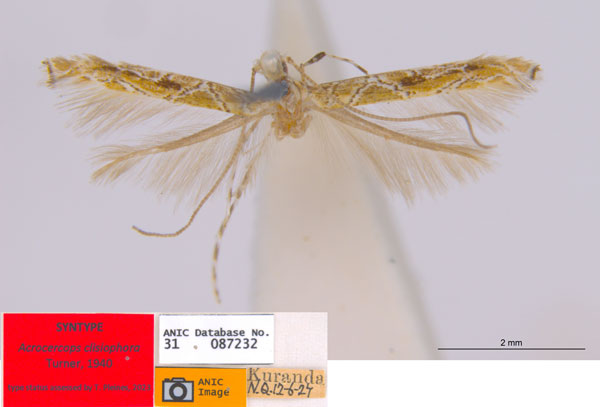 /filer/webapps/moths_gc/media/images/C/clisiophora_Acrocercops_ST3_ANIC.jpg