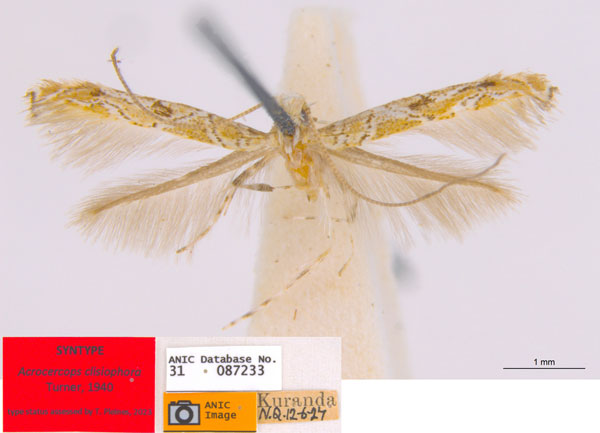 /filer/webapps/moths_gc/media/images/C/clisiophora_Acrocercops_ST4_ANIC.jpg