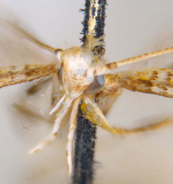 /filer/webapps/moths_gc/media/images/C/clisiophora_Acrocercops_ST4_head_ANIC.jpg