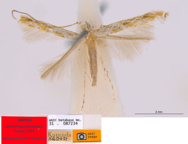 /filer/webapps/moths_gc/media/images/C/clisiophora_Acrocercops_ST5_ANIC.jpg