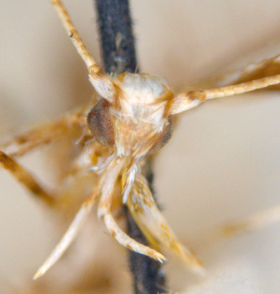 /filer/webapps/moths_gc/media/images/C/clisiophora_Acrocercops_ST5_head_ANIC.jpg