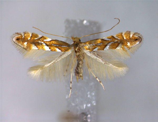 /filer/webapps/moths_gc/media/images/C/cocciferella_Phyllonorycters_A_EIHU.jpg