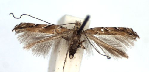 /filer/webapps/moths_gc/media/images/C/cocciferellum_Acrocercops_A_WJDP.jpg