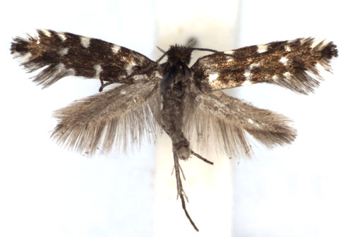 /filer/webapps/moths_gc/media/images/C/coffeella_Callisto_A_JWDP.jpg