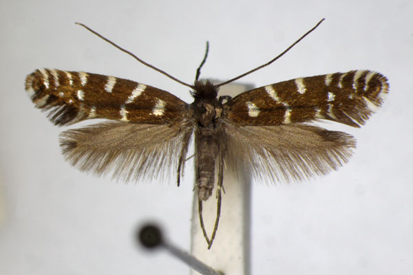 /filer/webapps/moths_gc/media/images/C/coffeella_Callisto_A_ZSM.jpg