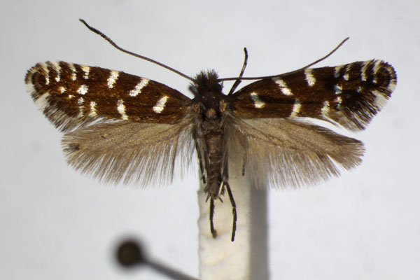 /filer/webapps/moths_gc/media/images/C/coffeella_Callisto_A_ZSM_2.jpg
