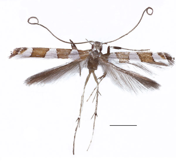 /filer/webapps/moths_gc/media/images/C/columellina_Dialectica_A_Sruoga-et-DePrins_2023_91.jpg