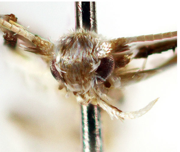 /filer/webapps/moths_gc/media/images/C/columellina_Dialectica_head_Sruoga-et-DePrins_2023_91.jpg