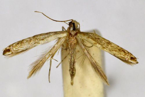 /filer/webapps/moths_gc/media/images/C/colymbetella_Epicephala_A_BMNH(E)-1055706.jpg