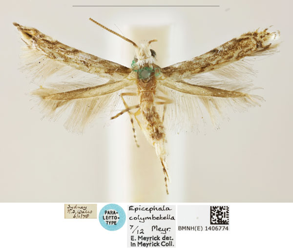 /filer/webapps/moths_gc/media/images/C/colymbetella_Epicephala_LT_BMNH_1406774.jpg