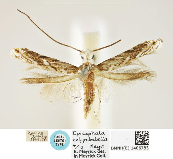 /filer/webapps/moths_gc/media/images/C/colymbetella_Epicephala_PLT_BMNH_1406783.jpg