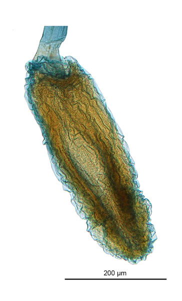 /filer/webapps/moths_gc/media/images/C/commoni_Polka_HT_GF_bursa_De-Prins-etal_2025_304.jpg