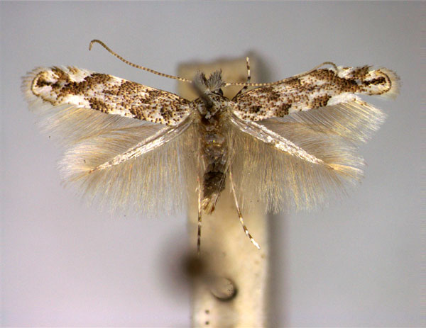 /filer/webapps/moths_gc/media/images/C/comparella_Phyllonorycter_A_EIHU.jpg