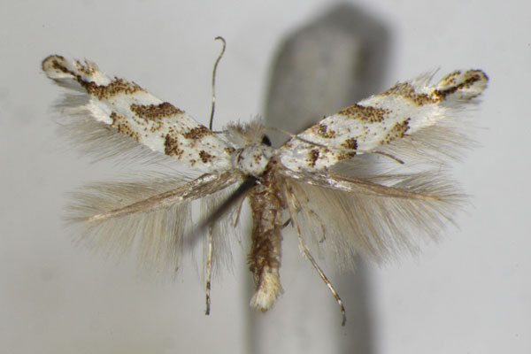 /filer/webapps/moths_gc/media/images/C/comparella_Phyllonorycter_A_ZSM_2.jpg